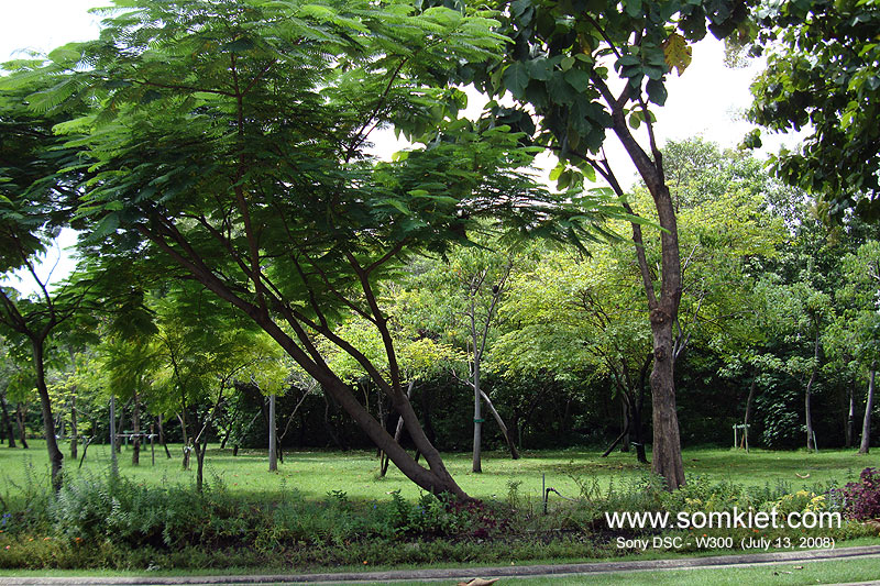 Tree1LA.jpg (226820 bytes)