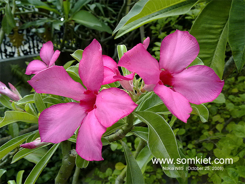 Sample1_800.jpg (155843 bytes)