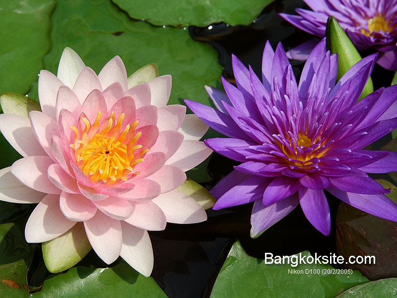 Lotuses2L_800A.jpg (126364 bytes)