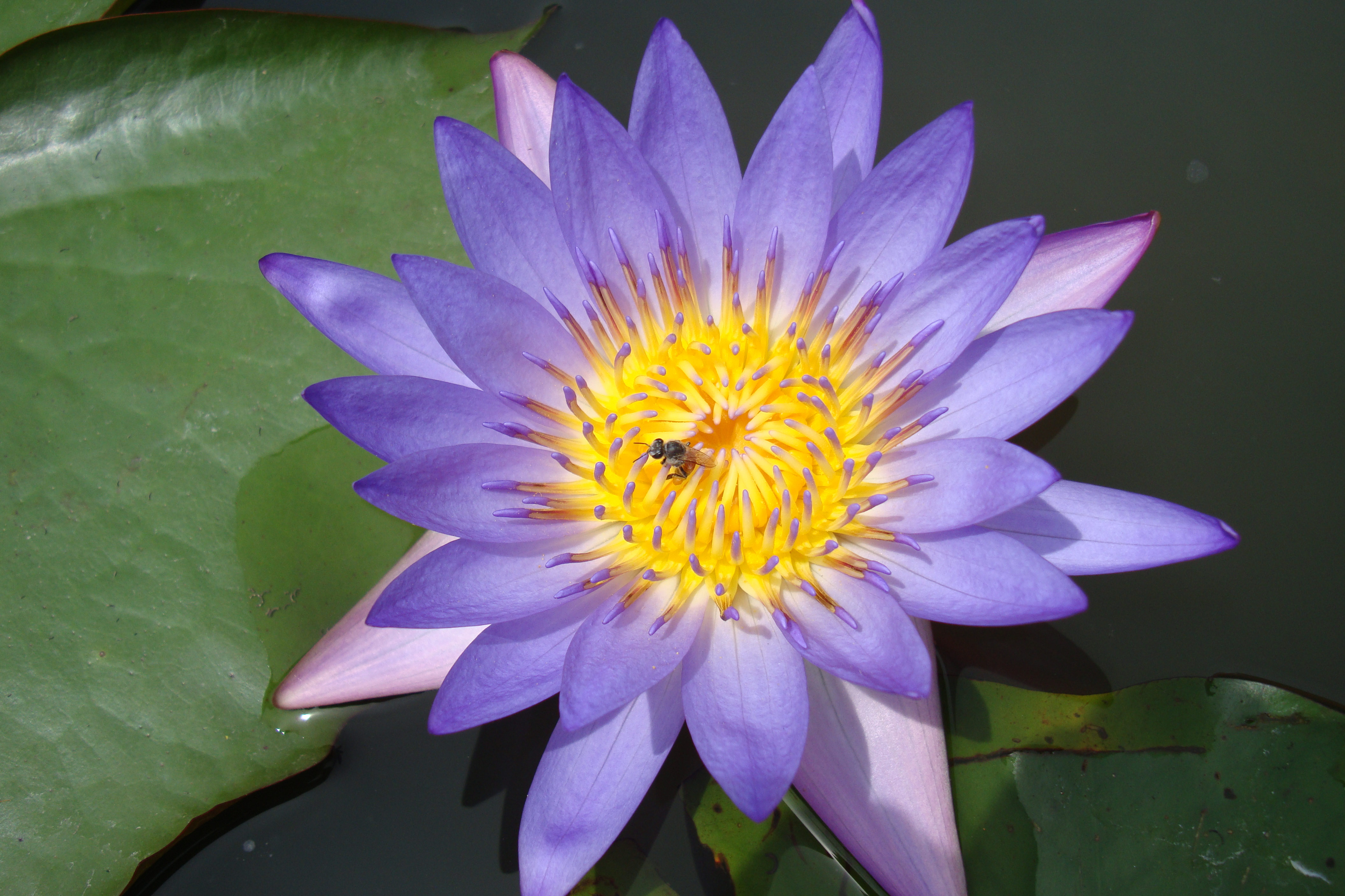 Lotus1LOriginal.jpg (1532779 bytes)